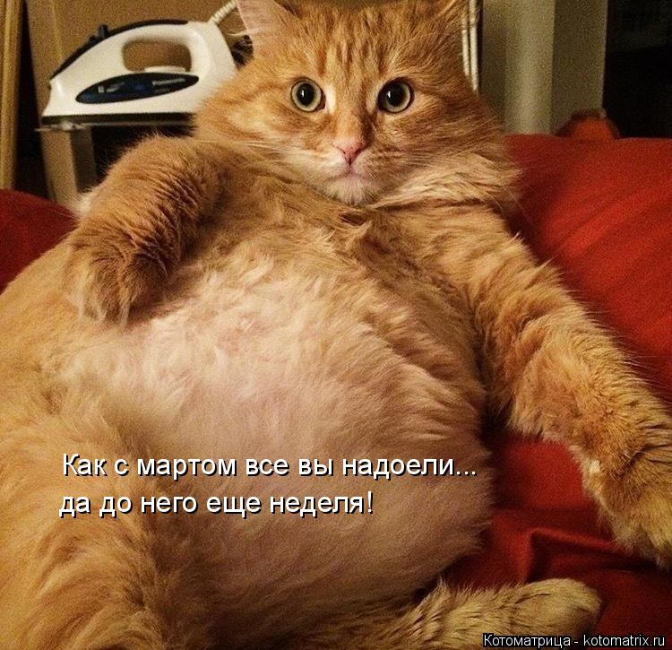 Котоматрица: Как с мартом все вы надоели... да до него еще неделя!