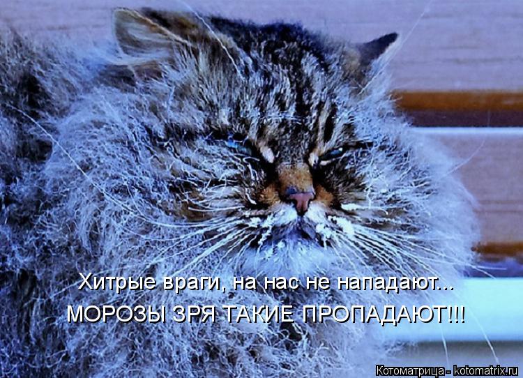 Котоматрица: Хитрые враги, на нас не нападают... МОРОЗЫ ЗРЯ ТАКИЕ ПРОПАДАЮТ!!!