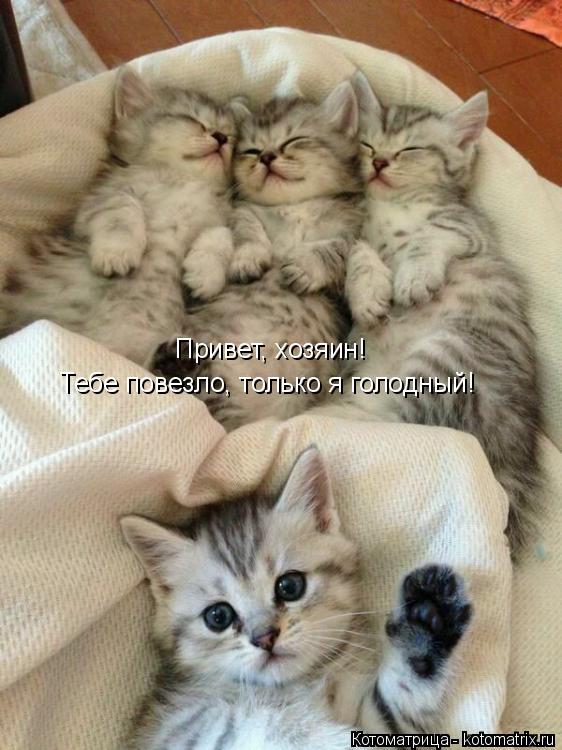 Котоматрица: Привет, хозяин! Тебе повезло, только я голодный!