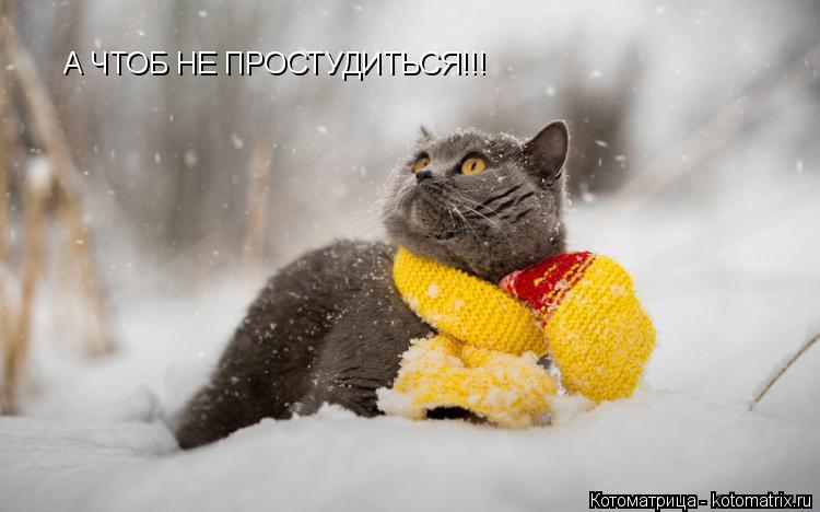 Котоматрица: А ЧТОБ НЕ ПРОСТУДИТЬСЯ!!!