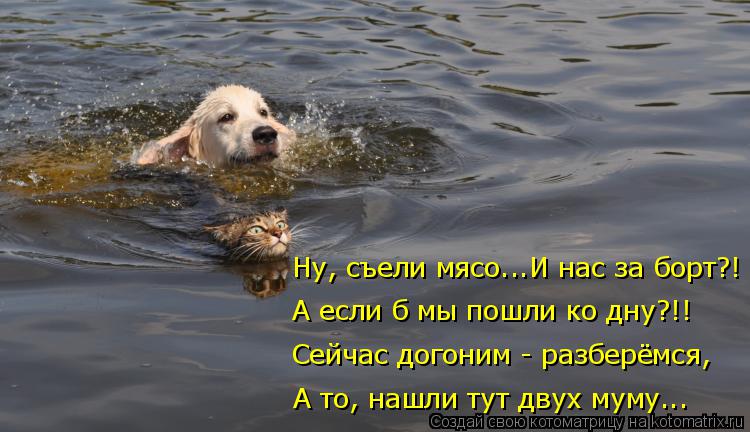 Котоматрица: Ну, съели мясо...И нас за борт?! А если б мы пошли ко дну?!! Сейчас догоним - разберёмся, А то, нашли тут двух муму...