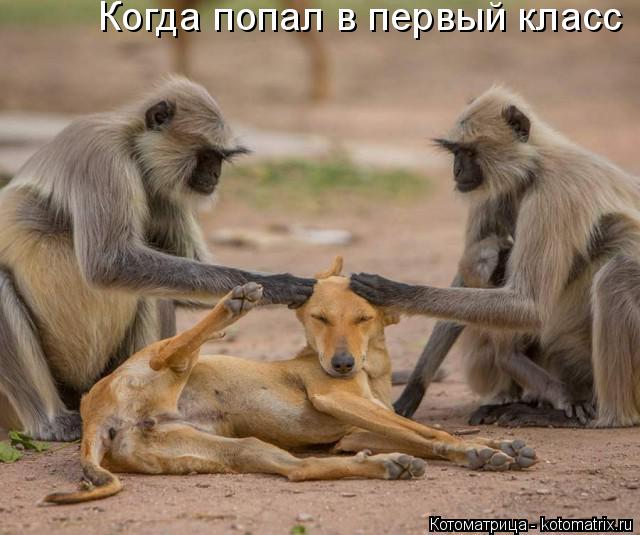 Котоматрица: Когда попал в первый класс