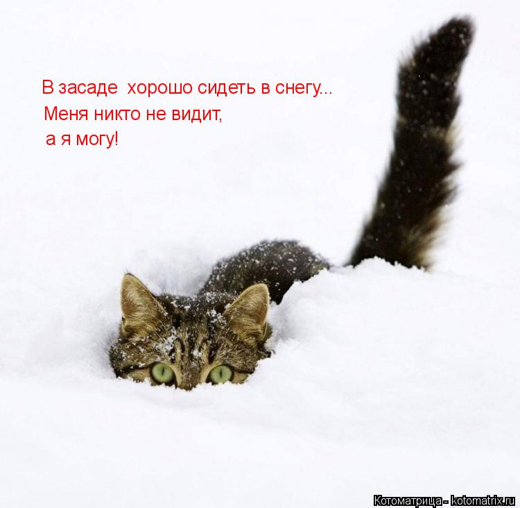 Котоматрица: В засаде  хорошо сидеть в снегу... Меня никто не видит, а я могу!