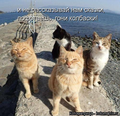 Котоматрица: ... и не рассказывай нам сказки,  пофотаешь, гони колбаски!