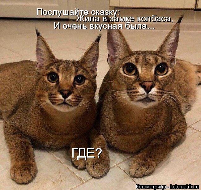 Котоматрица: Послушайте сказку: Жила в замке колбаса, И очень вкусная была... ГДЕ?