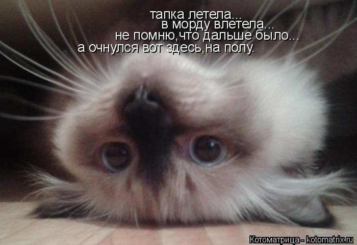 тапка летела... в морду влетела... не помню,что дальше было... а очнулся вот здесь,на полу.... Котоматрица: тапка летела... в морду влетела... не помню,что дальше было... а очнулся вот здесь,на полу.