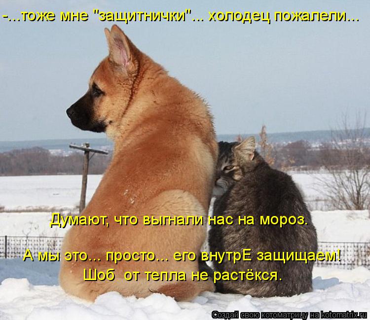 Котоматрица: -...тоже мне "защитнички"... холодец пожалели... Думают, что выгнали нас на мороз. А мы это... просто... его внутрЕ защищаем! Шоб  от тепла не растёк?