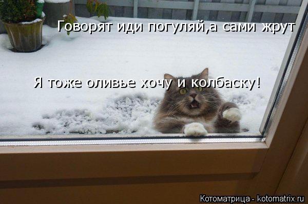 Котоматрица: Говорят иди погуляй,а сами жрут Я тоже оливье хочу и колбаску!