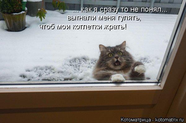 Котоматрица: ... как я сразу то не понял... выгнали меня гулять, чтоб мои котлетки жрать!