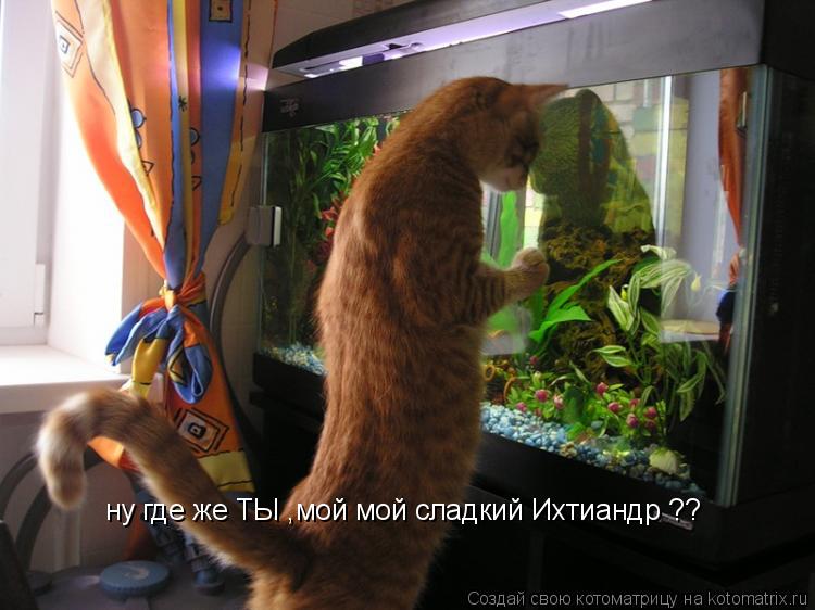 ну где же ТЫ ,мой мой сладкий Ихтиандр ??... Котоматрица: ну где же ТЫ ,мой мой сладкий Ихтиандр ??