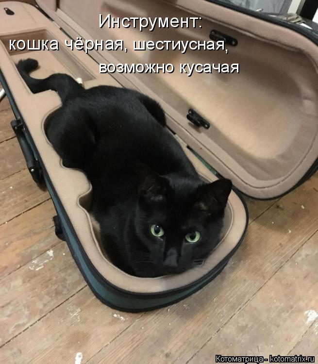 Инструмент: кошка чёрная , шестиусная , возможно кусачая... Котоматрица: Инструмент: кошка чёрная , шестиусная , возможно кусачая