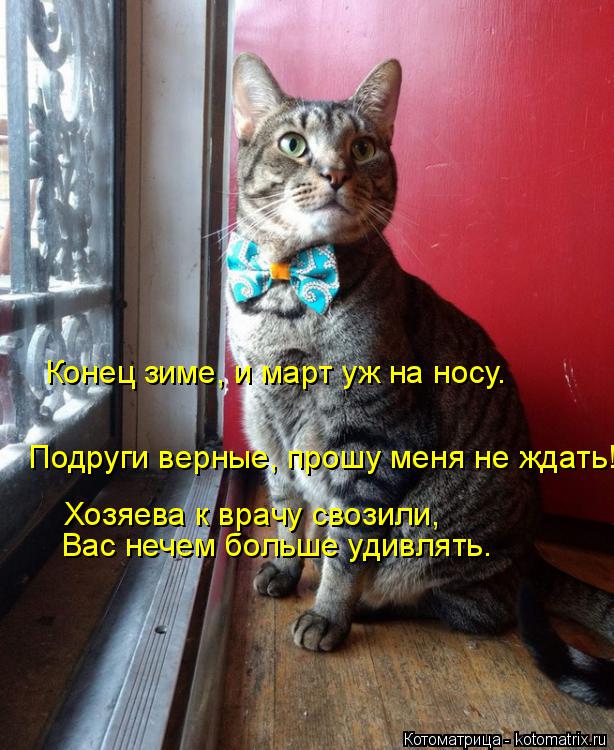 Котоматрица: Подруги верные, прошу меня не ждать! Хозяева к врачу свозили, Конец зиме, и март уж на носу. Вас нечем больше удивлять.