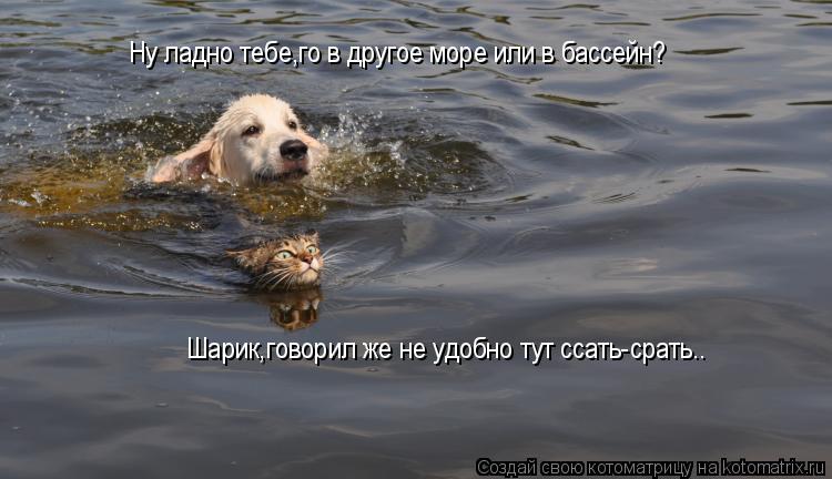Шарик,говорил же не удобно тут ссать-срать.. Ну ладно тебе,го в другое море или в бассейн?... Котоматрица: Шарик,говорил же не удобно тут ссать-срать.. Ну ладно тебе,го в другое море или в бассейн?