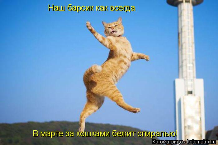 Котоматрица: Наш барсик как всегда В марте за кошками бежит спиралью!