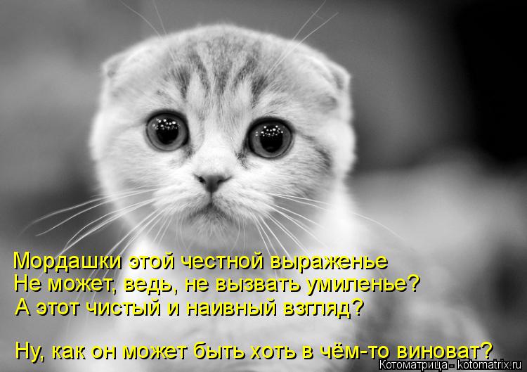 Котоматрица: Мордашки этой честной выраженье  Не может, ведь, не вызвать умиленье? А этот чистый и наивный взгляд? Ну, как он может быть хоть в чём-то винов