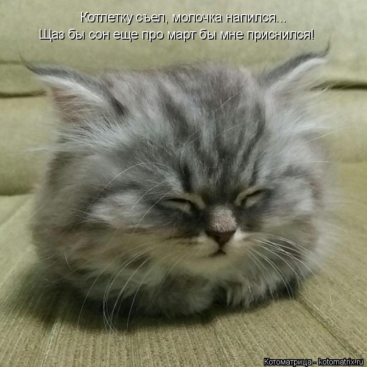 Котоматрица: Котлетку съел, молочка напился... Щаз бы сон еще про март бы мне приснился!