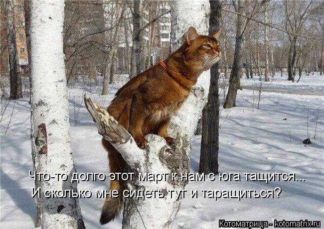 Котоматрица: Что-то долго этот март к нам с юга тащится... И сколько мне сидеть тут и таращиться?