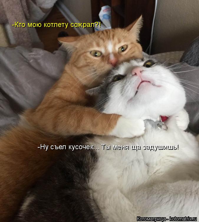 -Кто мою котлету сожрал?! -Ну съел кусочек... Ты меня ща задушишь!... Котоматрица: -Кто мою котлету сожрал?! -Ну съел кусочек... Ты меня ща задушишь!
