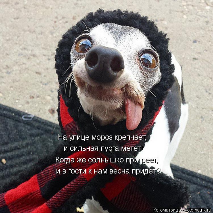 На улице мороз крепчает, и сильная пурга метет! Когда же солнышко пригреет, и в гости к нам весна при... Котоматрица: На улице мороз крепчает, и сильная пурга метет! Когда же солнышко пригреет, и в гости к нам весна придет?