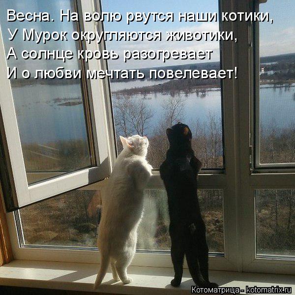 Котоматрица: Весна. На волю рвутся наши котики, У Мурок округляются животики, А солнце кровь разогревает И о любви мечтать повелевает!