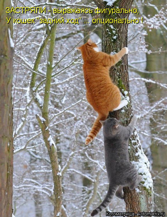 ЗАСТРЯЛИ - выражаясь фигурально, У кошек "задний ход" ... опционально !... Котоматрица: ЗАСТРЯЛИ - выражаясь фигурально, У кошек "задний ход" ... опционально !