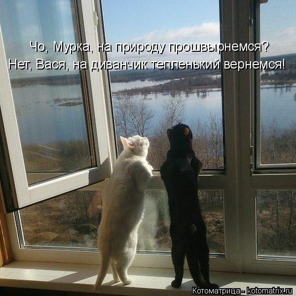Котоматрица: Чо, Мурка, на природу прошвырнемся? Нет, Вася, на диванчик тепленький вернемся!
