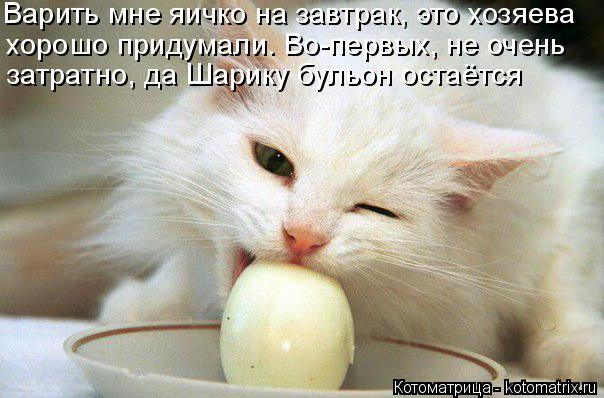 Варить мне яичко на завтрак, это хозяева хорошо придумали. Во-первых, не очень затратно, да Шарику б... Котоматрица: Варить мне яичко на завтрак, это хозяева хорошо придумали. Во-первых, не очень затратно, да Шарику бульон остаётся