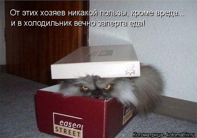 Котоматрица: От этих хозяев никакой пользы, кроме вреда... и в холодильник вечно заперта еда!
