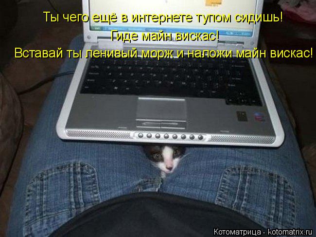 Котоматрица: Ты чего ещё в интернете тупом сидишь! Гиде майн вискас! Вставай ты ленивый морж и наложи майн вискас!