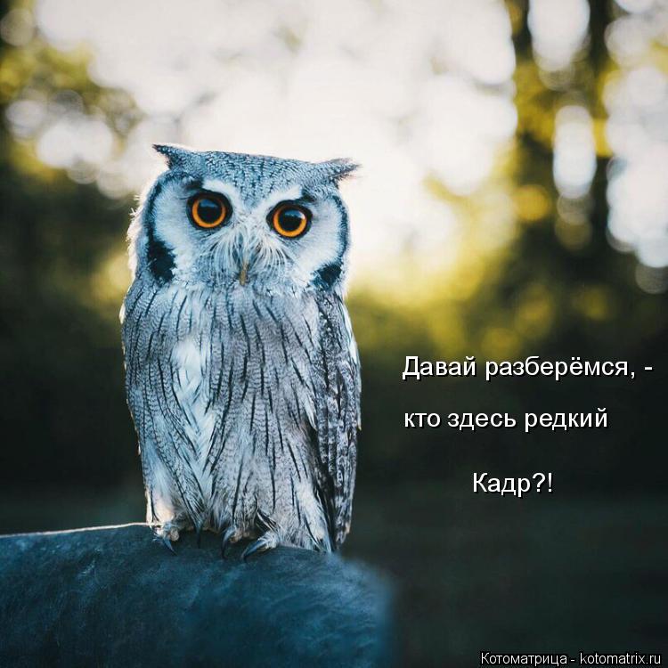 Котоматрица: Давай разберёмся, -  кто здесь редкий Кадр?!