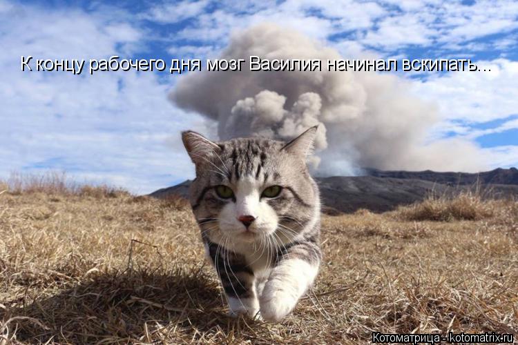 Котоматрица: К концу рабочего дня мозг Василия начинал вскипать...