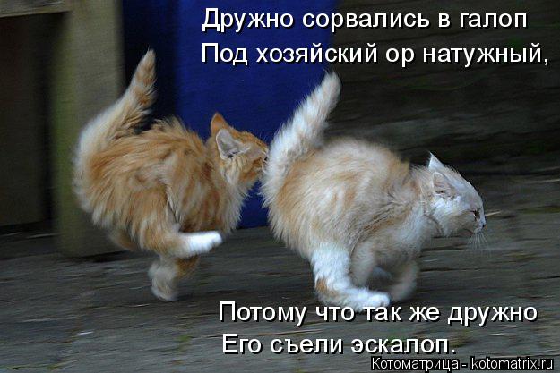 Котоматрица: Дружно сорвались в галоп  Под хозяйский ор натужный, Потому что так же дружно Его съели эскалоп.