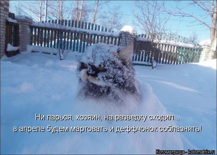 Котоматрица: Ни парься, хозяин, на разведку сходил... в апреле будем мартовать и деффчонок соблазнять!