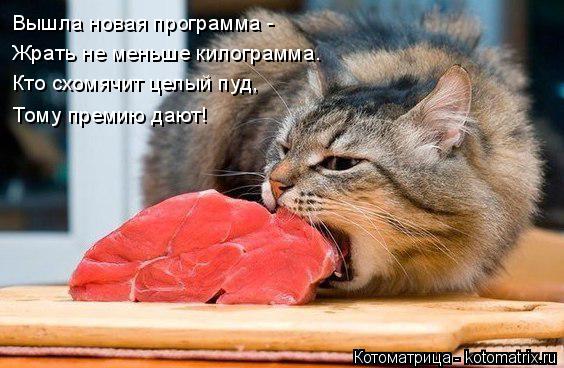 Котоматрица: Вышла новая программа - Жрать не меньше килограмма. Кто схомячит целый пуд, Тому премию дают!