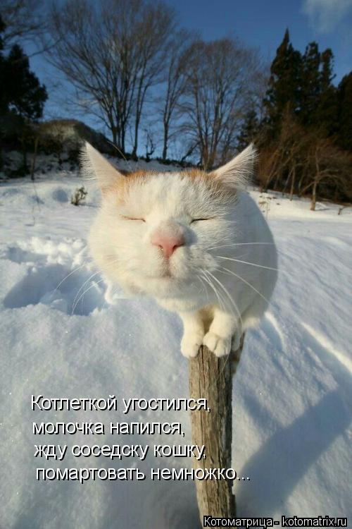 Котоматрица: Котлеткой угостился,  молочка напился, жду соседску кошку, помартовать немножко...