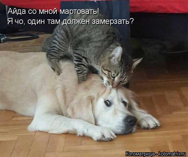 Котоматрица: Айда со мной мартовать! Я чо, один там должен замерзать?