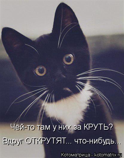 Котоматрица: Чёй-то там у них за КРУТЬ? Вдруг ОТКРУТЯТ... что-нибудь...