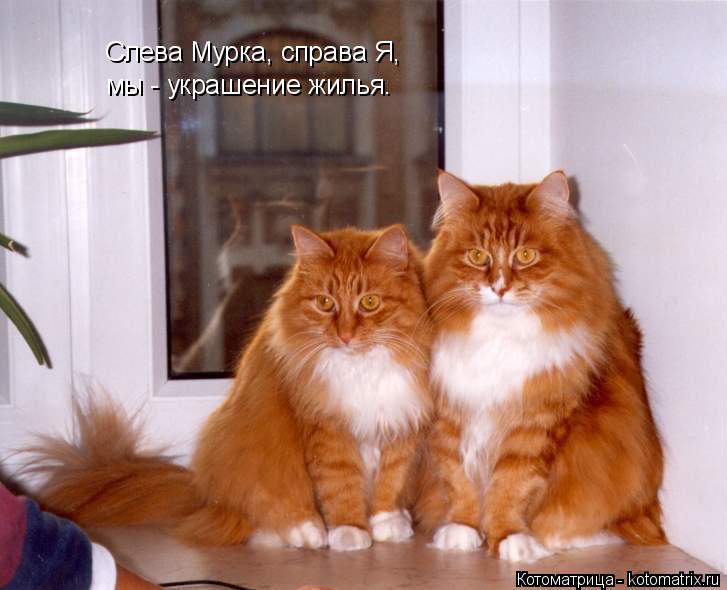 Котоматрица: Слева Мурка, справа Я, мы - украшение жилья.