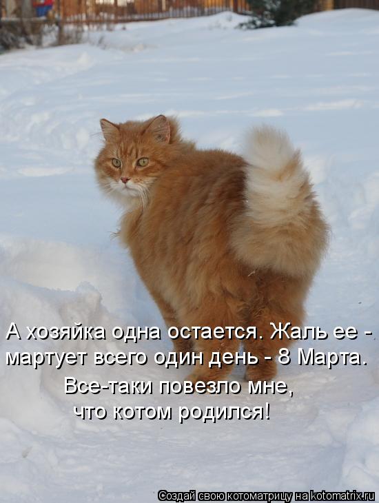 Котоматрица: А хозяйка одна остается. Жаль ее - мартует всего один день - 8 Марта. Все-таки повезло мне,  что котом родился!