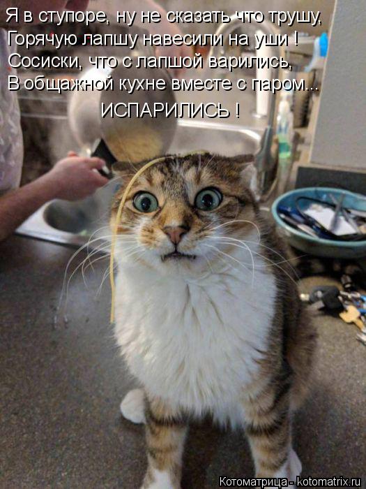 Котоматрица: Я в ступоре, ну не сказать что трушу, Горячую лапшу навесили на уши ! Сосиски, что с лапшой варились, В общажной кухне вместе с паром... ИСПАРИЛ