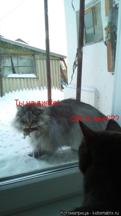 Котоматрица: Эй! А мне??? Ты на диете!