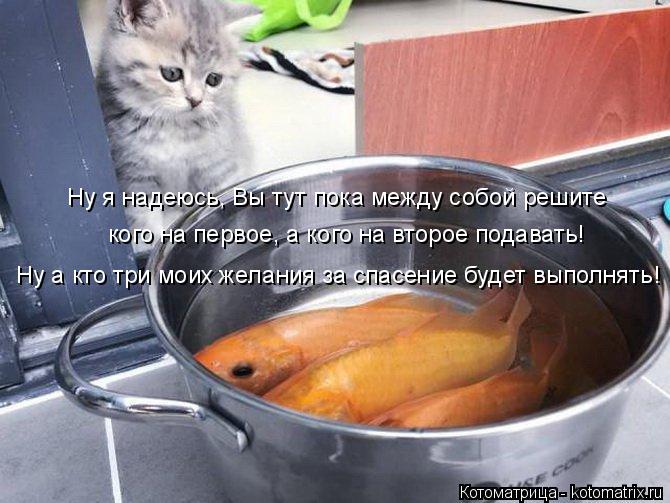 Котоматрица: Ну а кто три моих желания за спасение будет выполнять! Ну я надеюсь, Вы тут пока между собой решите кого на первое, а кого на второе подавать!