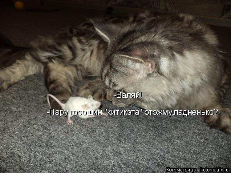 Котоматрица: -Пару горошин "китикэта" отожму,ладненько? -Валяй!