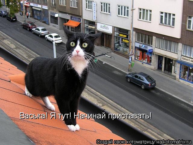Котоматрица: Васька! Я тут! Начинай приставать!