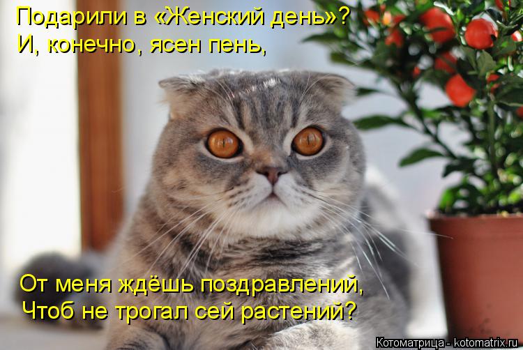 Котоматрица: Подарили в «Женский день»? И, конечно, ясен пень, От меня ждёшь поздравлений, Чтоб не трогал сей растений?