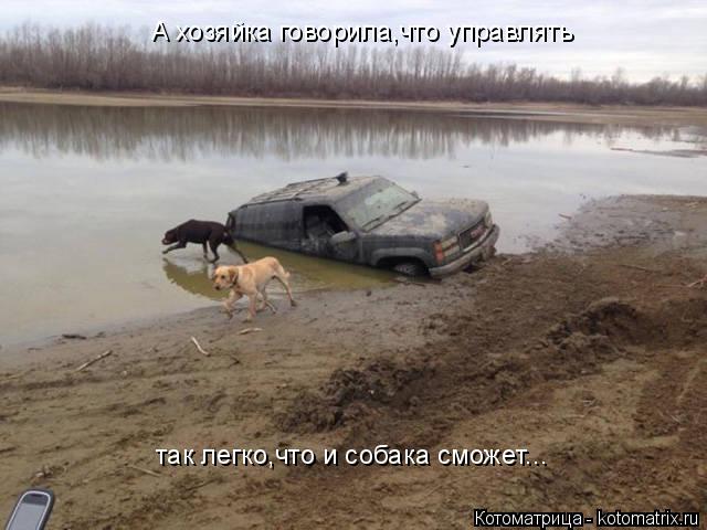 А хозяйка говорила,что управлять так легко,что и собака сможет...... Котоматрица: А хозяйка говорила,что управлять так легко,что и собака сможет...