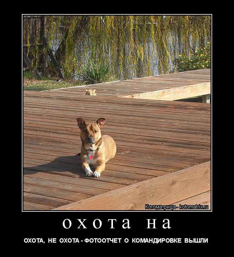 Котоматрица: охота на ОХОТА,  НЕ  ОХОТА - ФОТООТЧЕТ  О  КОМАНДИРОВКЕ  ВЫШЛИ 
