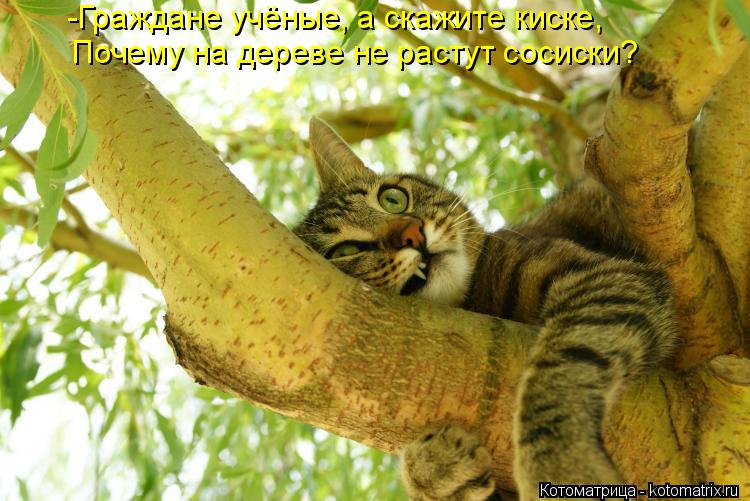 Котоматрица: -Граждане учёные, а скажите киске, Почему на дереве не растут сосиски?