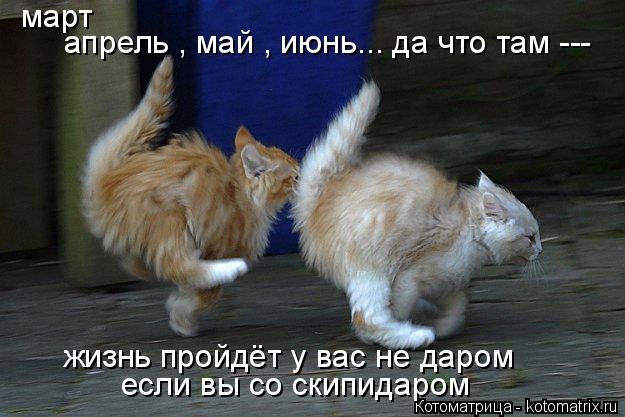 Котоматрица: март апрель , май , июнь... да что там ---   жизнь пройдёт у вас не даром  если вы со скипидаром