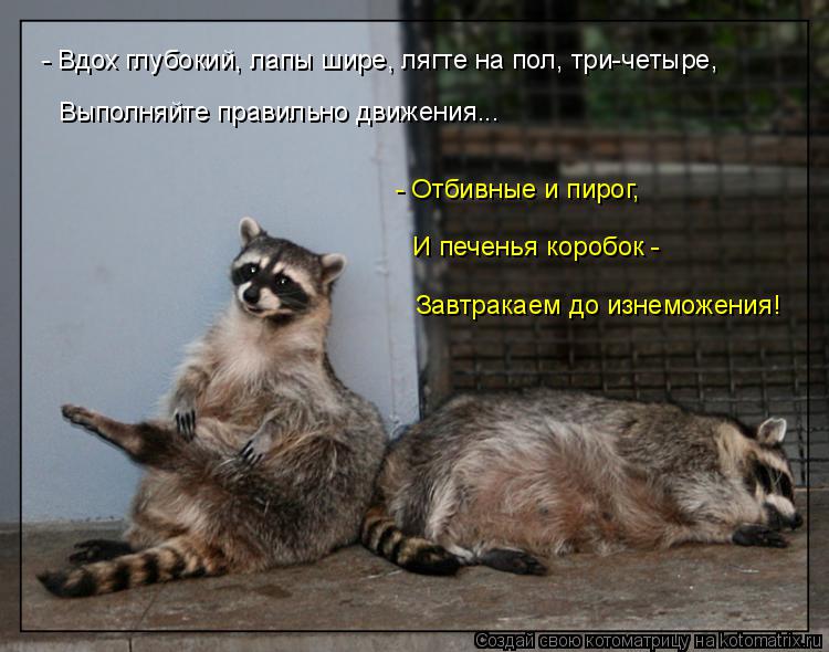 Котоматрица: - Вдох глубокий, лапы шире, лягте на пол, три-четыре, Выполняйте правильно движения... Завтракаем до изнеможения! - Отбивные и пирог, И печенья 